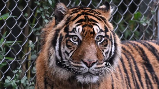 Sumatra-Tiger