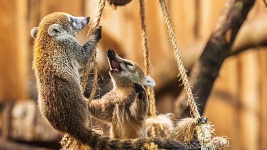 Nachwuchs bei den Weißrüssel-Nasenbären im Opel-Zoo