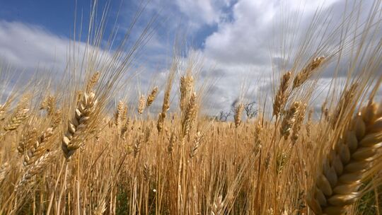 Getreide reift auf dem Feld