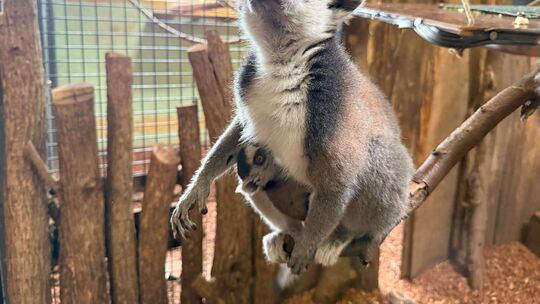 Nachwuchs bei Kattas im Neunkircher Zoo