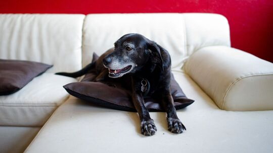 Hundetagesstätte auf dem Friederikenhof