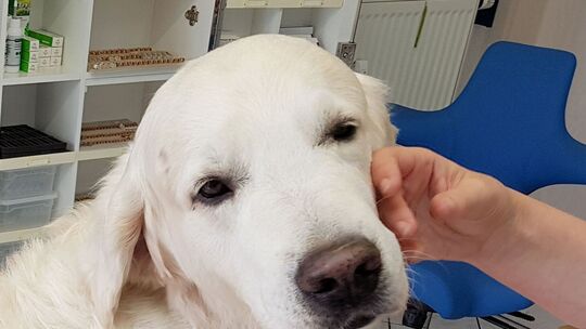 Trainierte Hunde können Parkinson erschnüffeln