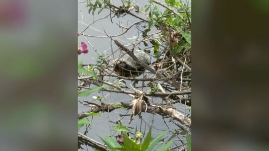 Schildkröte