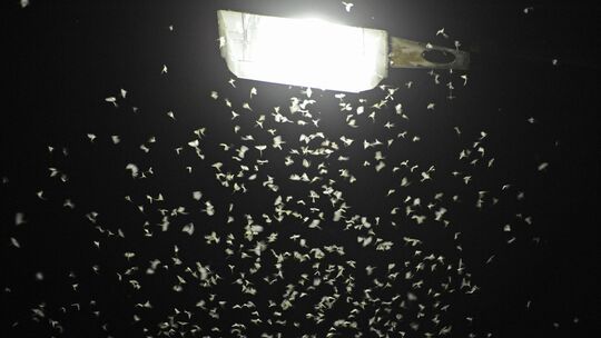 Fliegen unter Straßenlaterne
