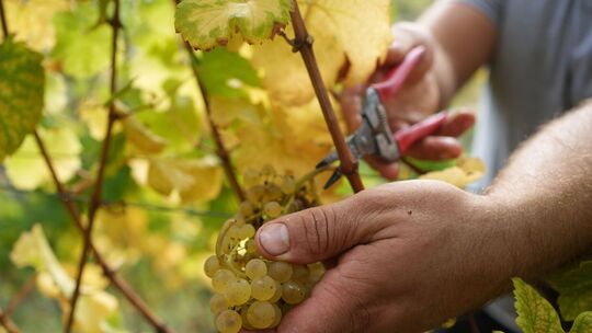 Erntehelfer bei der Weinlese