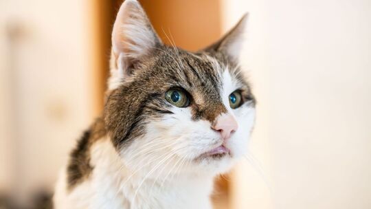 Ein Kater