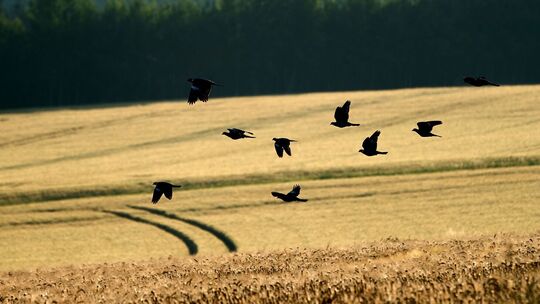 Tauben im Feld