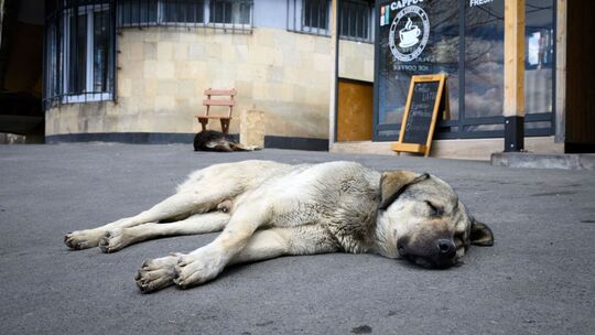Straßenhunde