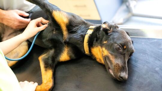 Hund in Tierarztpraxis