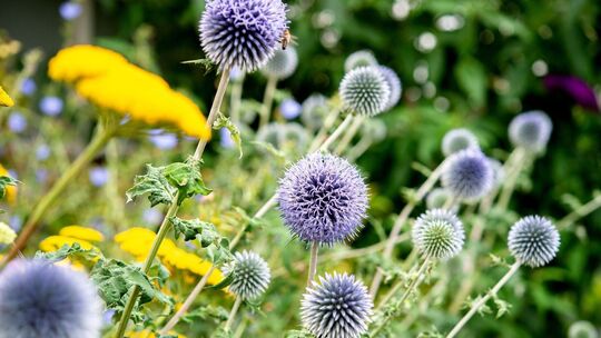 Blühende Kugeldisteln im Garten