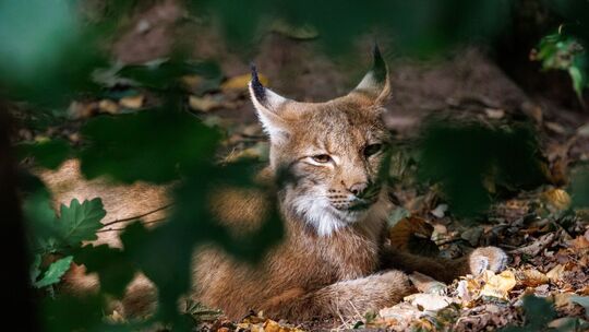 Luchs