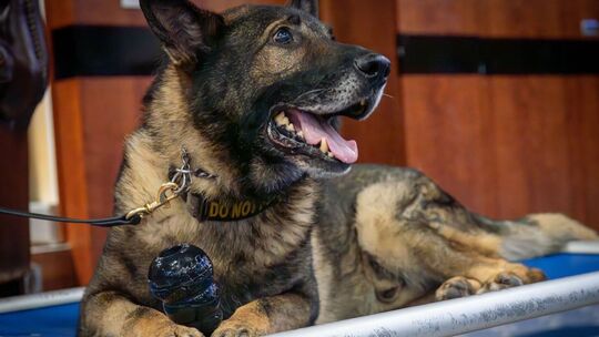 US-Militärhund Axel geht in den Ruhestand