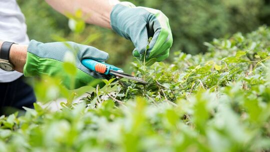 Person schneidet eine Hecke