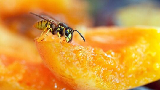 Wespe sitzt auf einem Stück Obst