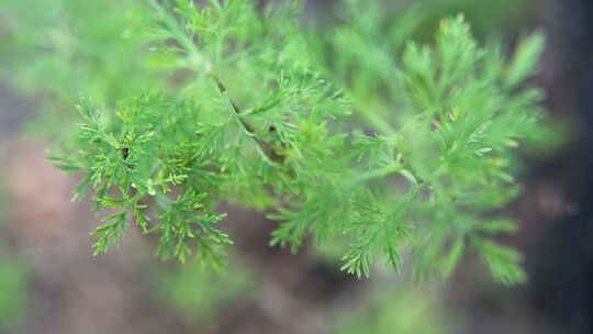Eberraute (Artemisia abrotanum)