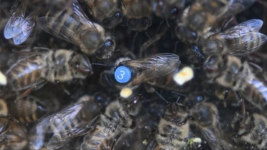 Bienen
