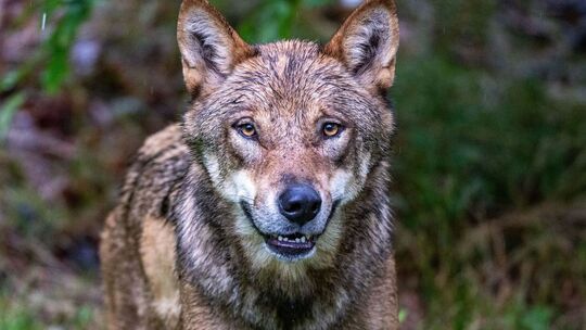 Niederlande verschärfen Warnung nach Wolfsattacke auf Kind