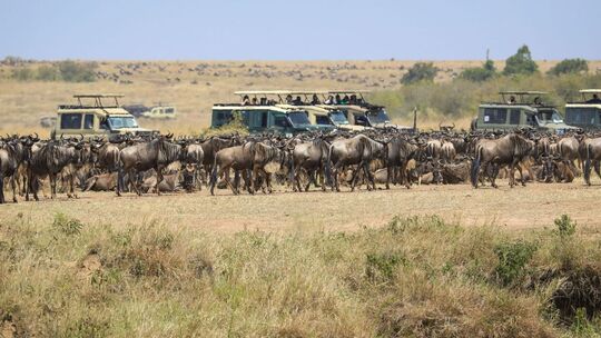 Masai Mara Nationalreservat in Kenia