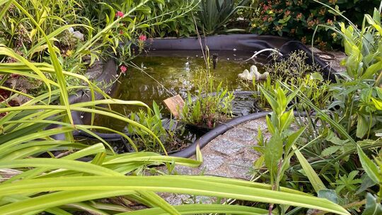 Miniteich in einem Garten
