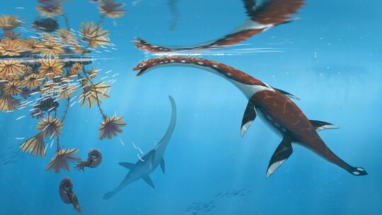 Forscher präsentieren urtümliches Meeresreptil aus der Dino-Zeit