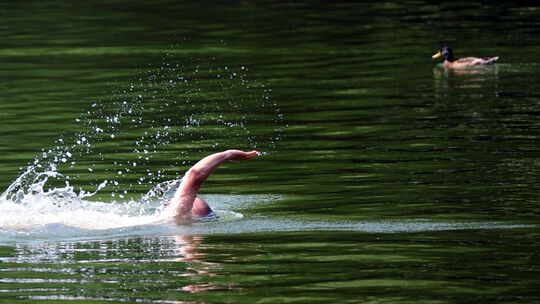 Mann schwimmt über den Plötzensee