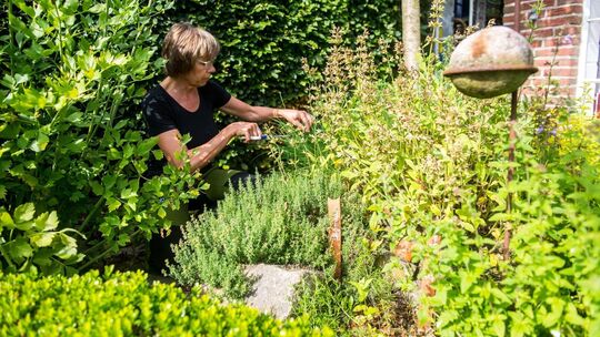 Kräuter aus dem eigenen Garten