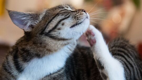 Eine Katze kratzt sich