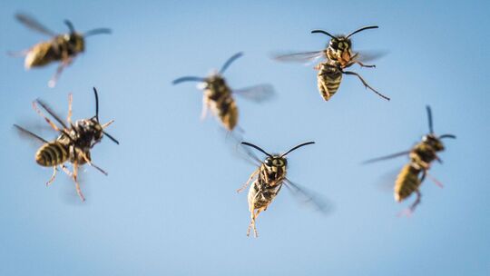 Ein Schwarm Wespen fliegt in der Luft