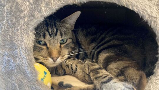 Kater Ben im Tierheim «Katzenparadies» Neustrelitz.