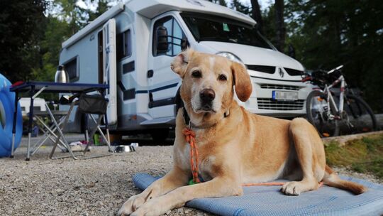 Ein Hund liegt auf einem Campingplatz vor einem Wohnmobil