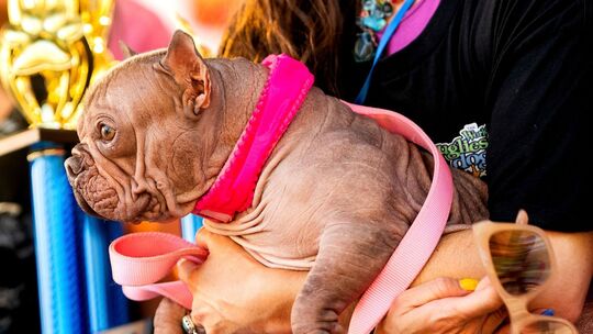 Wettbewerb für hässliche Hunde