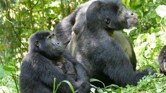 Berggorillas in Uganda