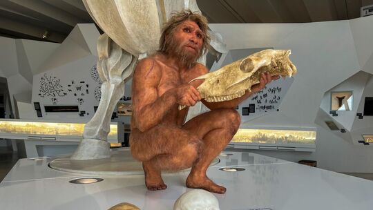 Homo heidelbergensis im Forschungsmuseum «paläon»
