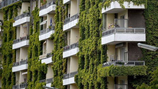 Wilder Wein wächst an der Fassade eines Hauses