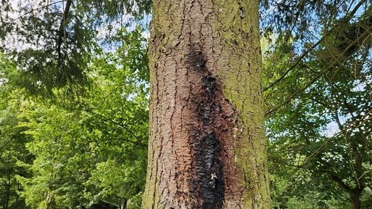 Brandspuren am Baum