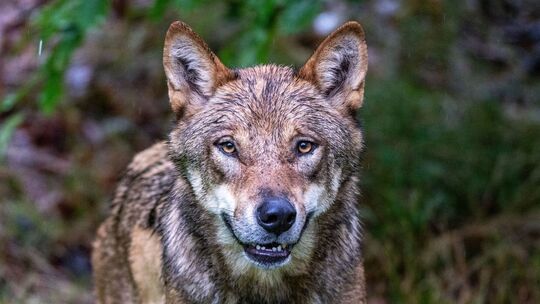 Wolf
