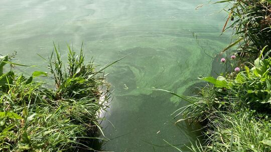 Mehrere Badegewässer von Blaualgen betroffen
