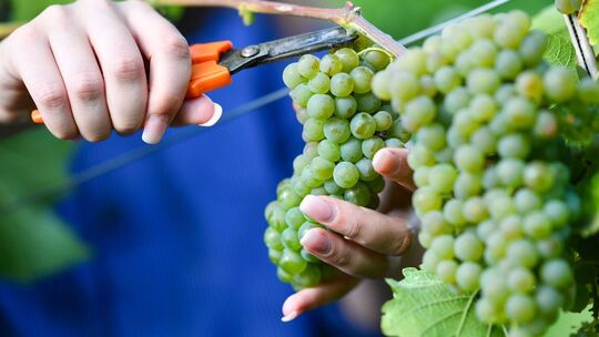 Weinlese