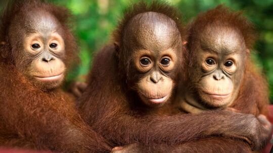 Orang-Utans auf Borneo