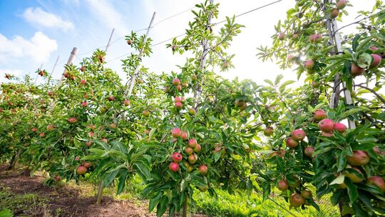 Apfelbaum-Plantagen im Alten Land