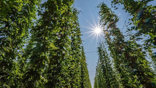 Hopfenanbau in Bayern