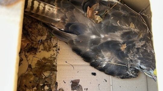 Foto: Bussard