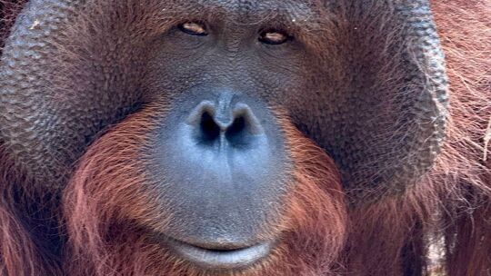 Welt-Orang-Utan-Tag