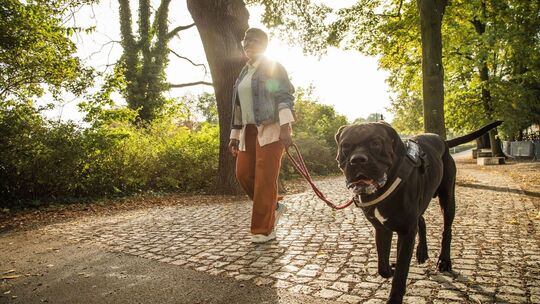 Frau geht mit ihrem Hund im Park spazieren