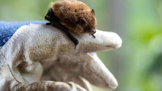 Fledermaus