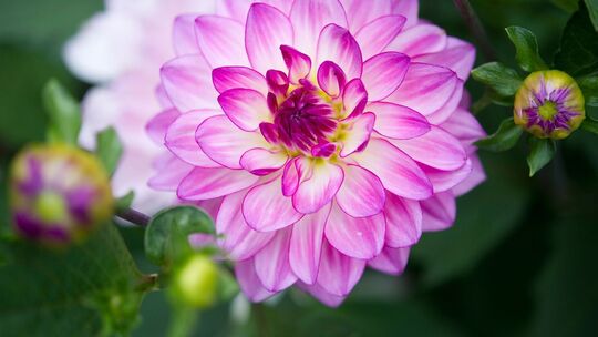 Dahlie der Sorte Oriental Dream
