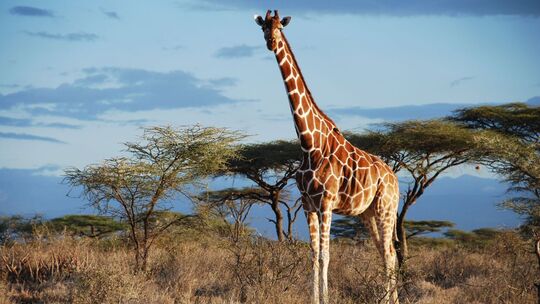 Von wegen «die Giraffe»: Vier verschiedene Arten anerkannt
