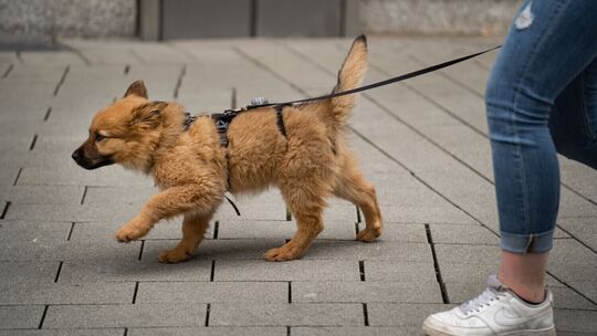 ruffwear hundemantel Stumptown™ Gesteppter Hundemantel main image 0