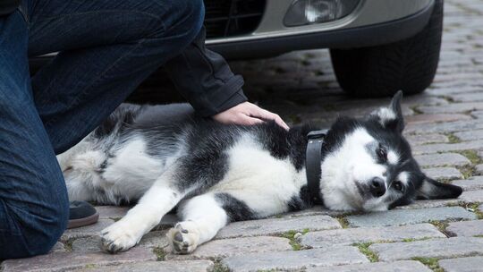Mann beugt sich über seinen Hund, der vor einem Auto liegt