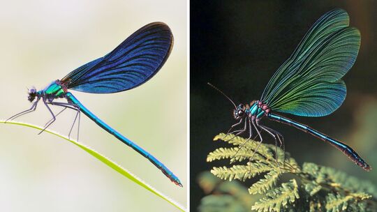 Blauflügel-Prachtlibelle - Fotografie (l) und KI-Bild